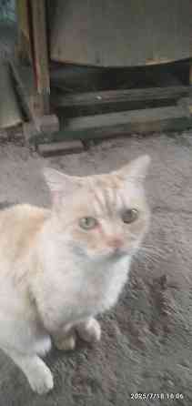 пропал кот Донецк