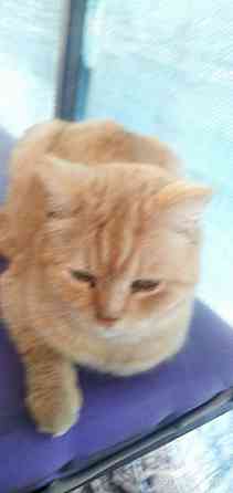 пропал кот Донецк