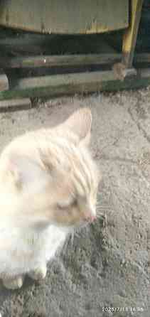 пропал кот Донецк