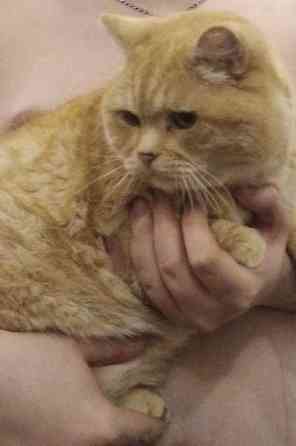 пропал кот Донецк