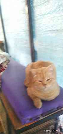 пропал кот Донецк