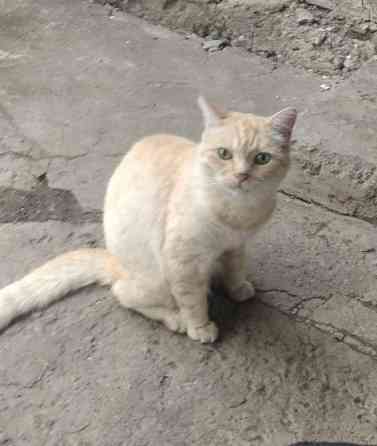 пропал кот Донецк