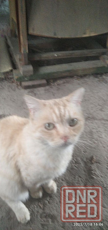 пропал кот Донецк - изображение 4