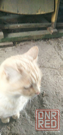 пропал кот Донецк - изображение 5