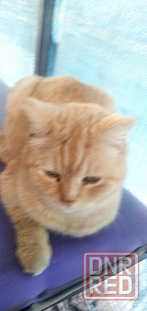 пропал кот Донецк - изображение 1