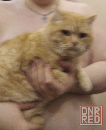 пропал кот Донецк - изображение 7