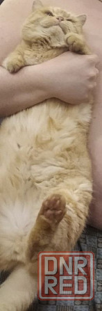 пропал кот Донецк - изображение 8