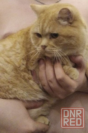 пропал кот Донецк - изображение 6