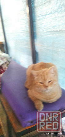 пропал кот Донецк - изображение 2