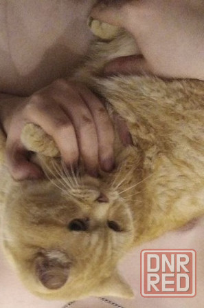 пропал кот Донецк - изображение 9