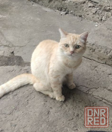 пропал кот Донецк - изображение 3
