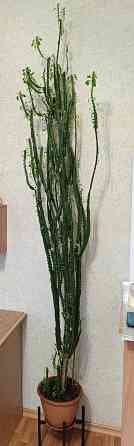 Продам цветок эуфорбия тригона (молочай трехгранный) Донецк