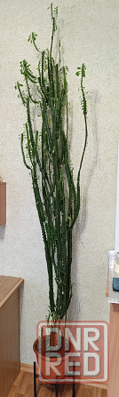 Продам цветок эуфорбия тригона (молочай трехгранный) Донецк - изображение 1