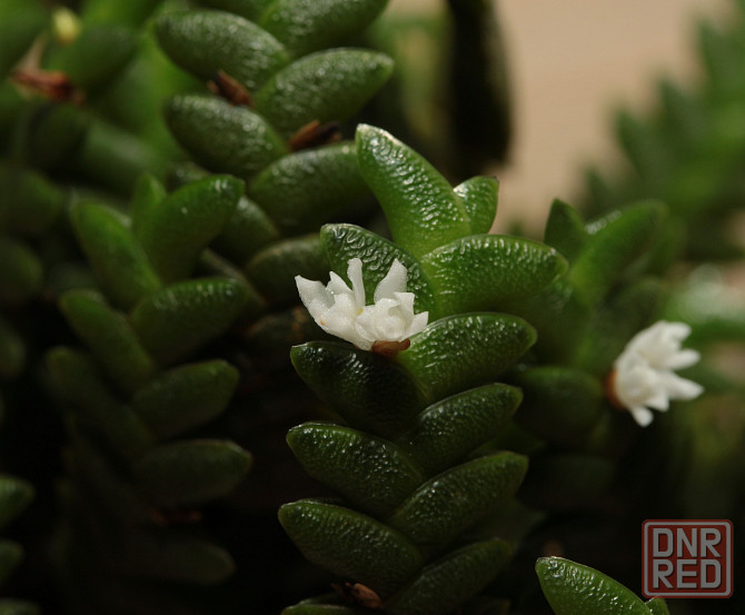 Продам орхидею Microsaccus griffithii Донецк - изображение 1