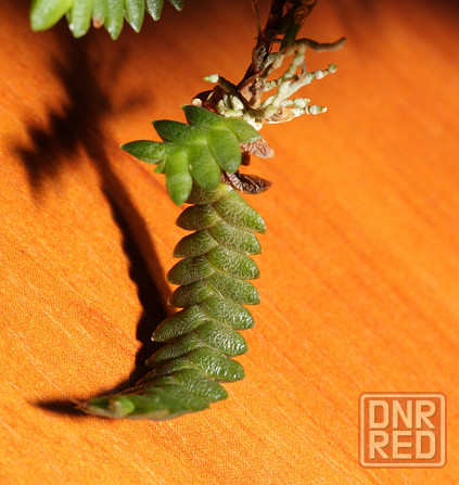 Продам орхидею Microsaccus griffithii Донецк - изображение 2