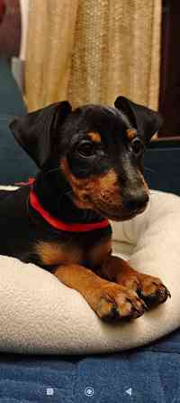 Срочно!!!Мальчик цвергпинчера 2 месяца Донецк