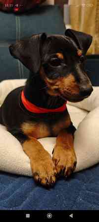 Срочно!!!Мальчик цвергпинчера 2 месяца Донецк