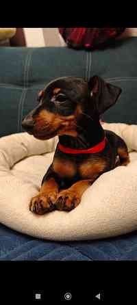 Срочно!!!Мальчик цвергпинчера 2 месяца Донецк