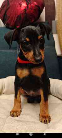 Срочно!!!Мальчик цвергпинчера 2 месяца Донецк