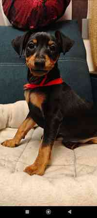 Срочно!!!Мальчик цвергпинчера 2 месяца Донецк