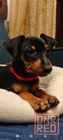 Срочно!!!Мальчик цвергпинчера 2 месяца Донецк - изображение 3