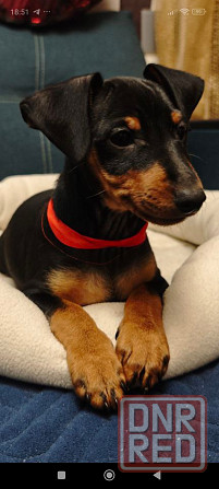 Срочно!!!Мальчик цвергпинчера 2 месяца Донецк - изображение 5