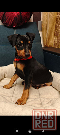 Срочно!!!Мальчик цвергпинчера 2 месяца Донецк - изображение 8