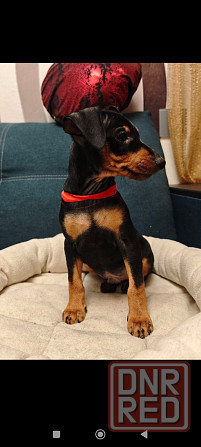 Срочно!!!Мальчик цвергпинчера 2 месяца Донецк - изображение 7