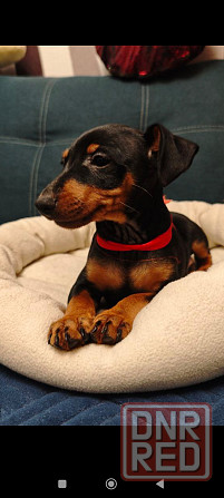 Срочно!!!Мальчик цвергпинчера 2 месяца Донецк - изображение 4