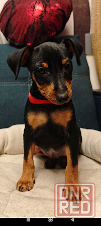 Срочно!!!Мальчик цвергпинчера 2 месяца Донецк - изображение 1