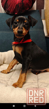 Срочно!!!Мальчик цвергпинчера 2 месяца Донецк - изображение 6