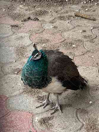 Продам павлинов Донецк