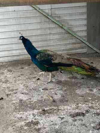 Продам павлинов Донецк