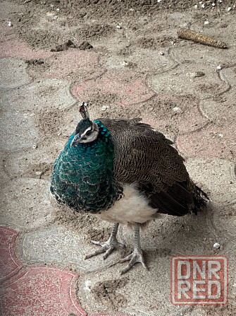 Продам павлинов Донецк - изображение 1