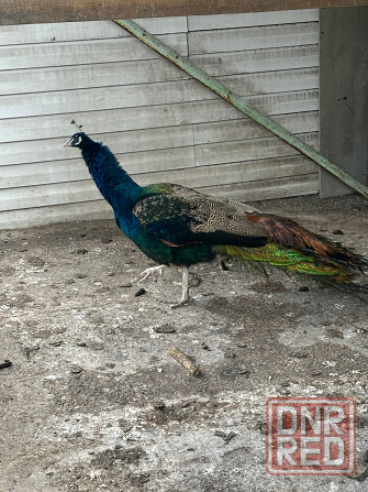 Продам павлинов Донецк - изображение 3