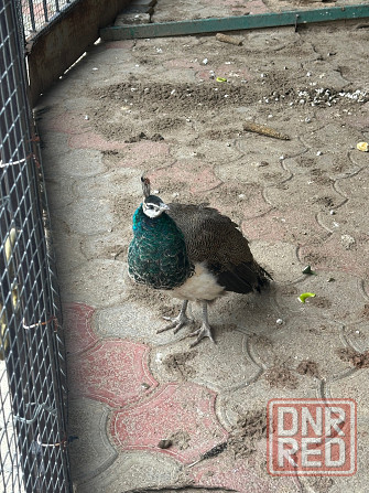 Продам павлинов Донецк - изображение 2