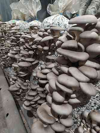 Продаём грибные блоки вешенки! Донецк