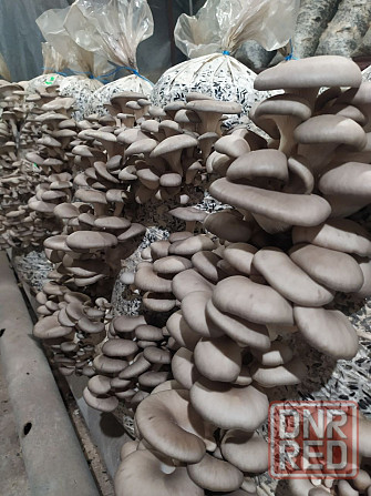 Продаём грибные блоки вешенки! Донецк - изображение 1