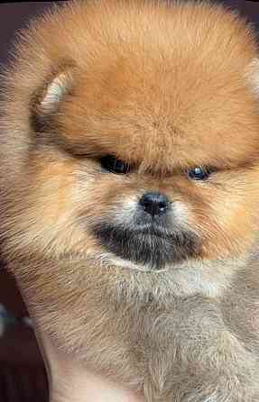 Щенок померанского шпица Донецк