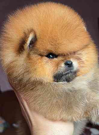 Щенок померанского шпица Донецк