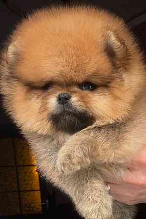 Щенок померанского шпица Донецк