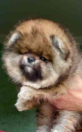 Щенок померанского шпица Донецк