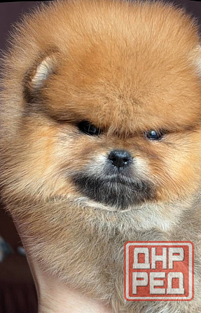 Щенок померанского шпица Донецк - изображение 1