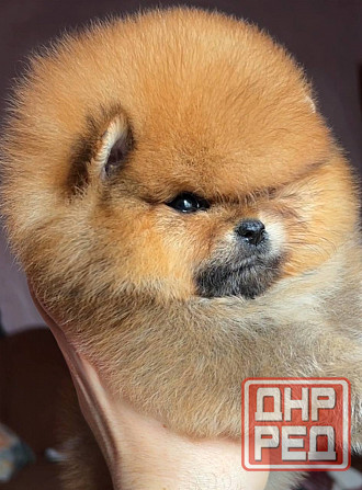 Щенок померанского шпица Донецк - изображение 2