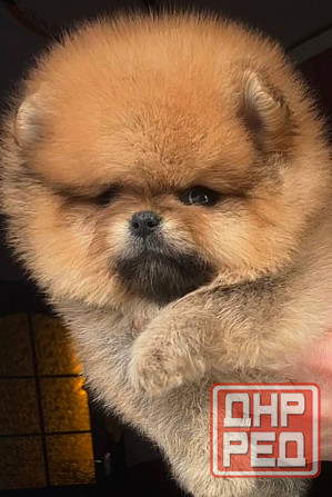 Щенок померанского шпица Донецк - изображение 3