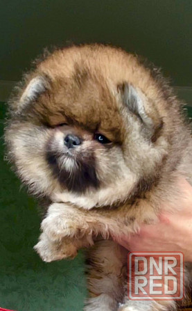 Щенок померанского шпица Донецк - изображение 1