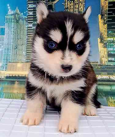 Мальчик размер мини (до 7 кг )взрослым с доставкой. Донецк