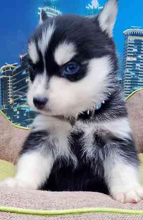 Мальчик размер мини (до 7 кг )взрослым с доставкой. Донецк