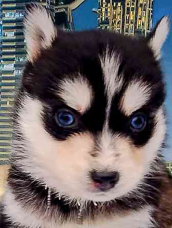 Мальчик размер мини (до 7 кг )взрослым с доставкой. Донецк