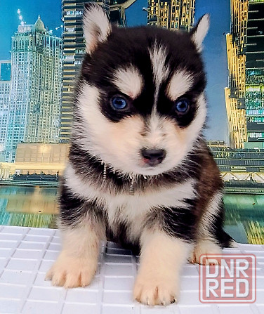 Мальчик размер мини (до 7 кг )взрослым с доставкой. Донецк - изображение 2